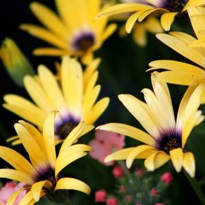 Meet your Posher, Danita